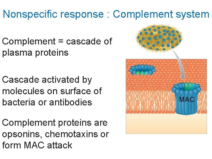 Nonspecific response : Complement system Complement = cascade of plasma proteins Cascade activated by