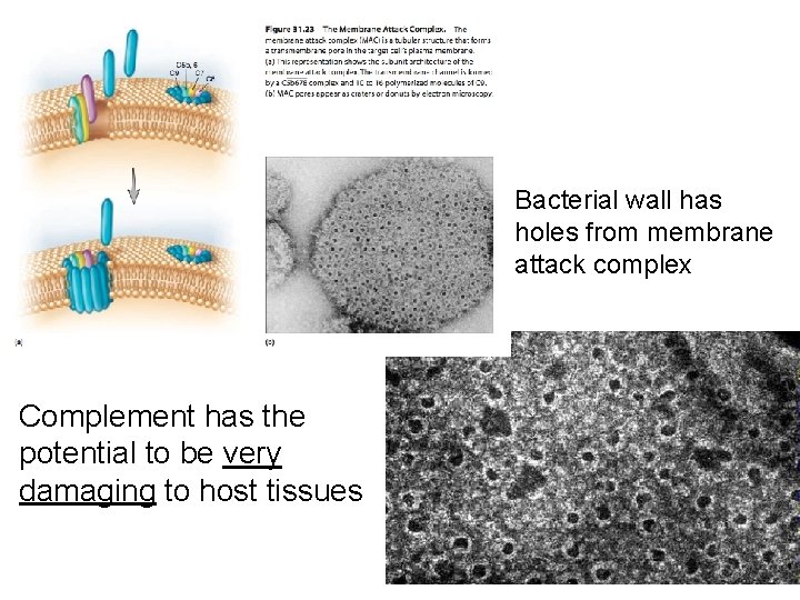 Bacterial wall has holes from membrane attack complex Complement has the potential to be