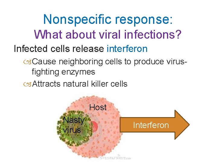 Nonspecific response: What about viral infections? Infected cells release interferon Cause neighboring cells to