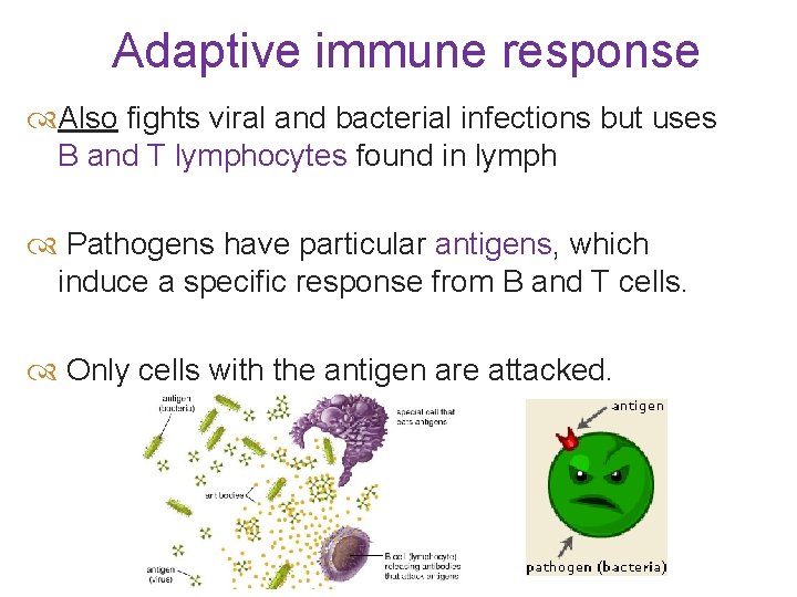 Adaptive immune response Also fights viral and bacterial infections but uses B and T