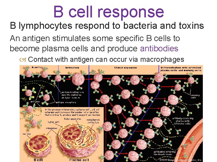 B cell response B lymphocytes respond to bacteria and toxins An antigen stimulates some