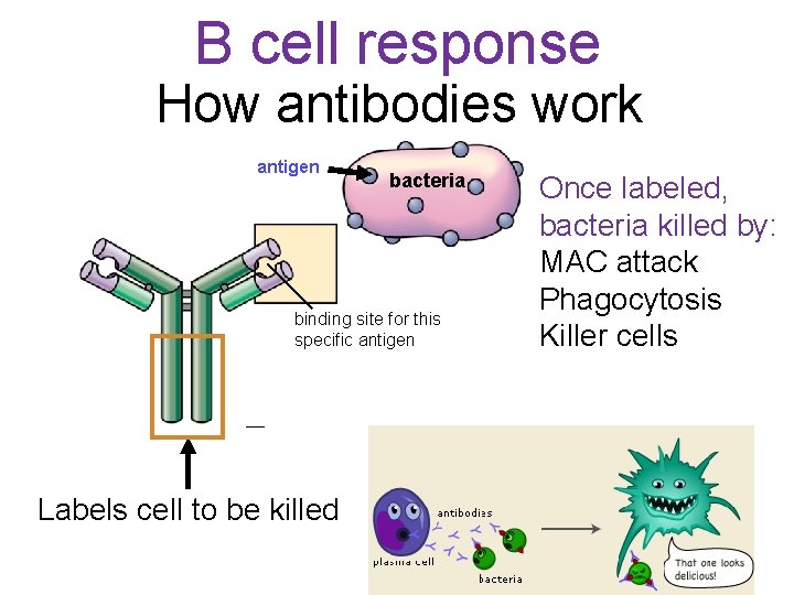 B cell response How antibodies work antigen bacteria binding site for this specific antigen