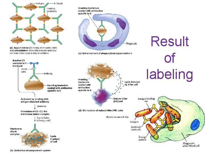 Result of labeling 