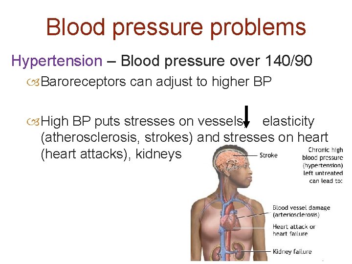 Blood pressure problems Hypertension – Blood pressure over 140/90 Baroreceptors can adjust to higher