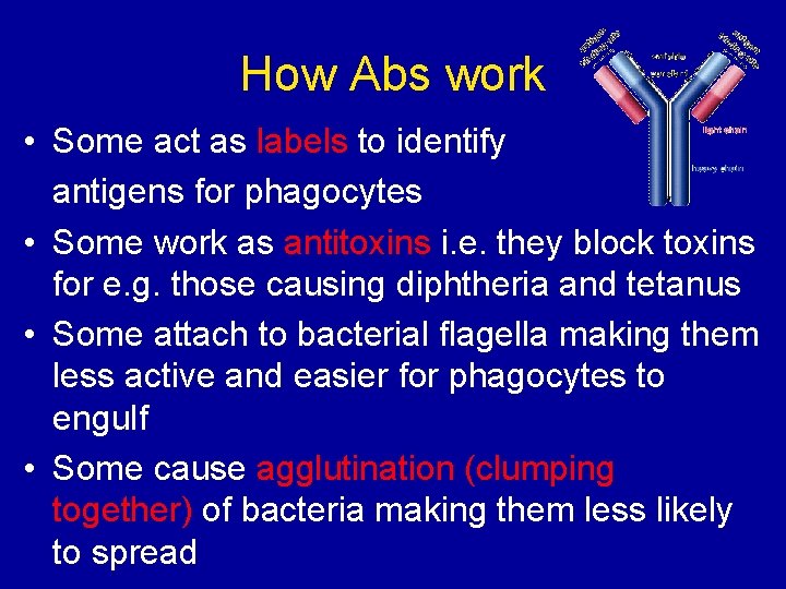 How Abs work • Some act as labels to identify antigens for phagocytes •
