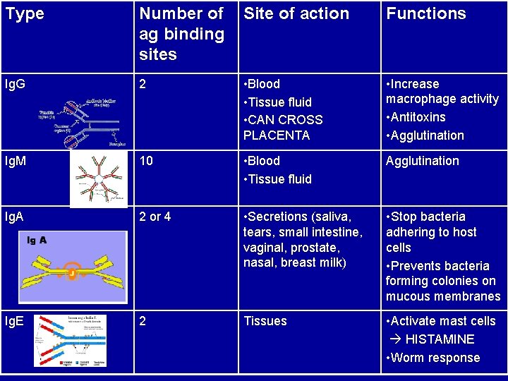 Type Number of ag binding sites Site of action Functions Ig. G 2 •