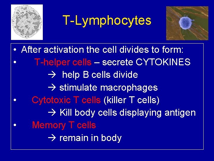 T-Lymphocytes • After activation the cell divides to form: • T-helper cells – secrete