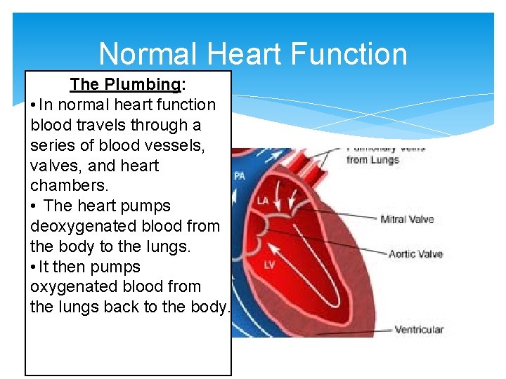 Normal Heart Function The Plumbing: • In normal heart function blood travels through a