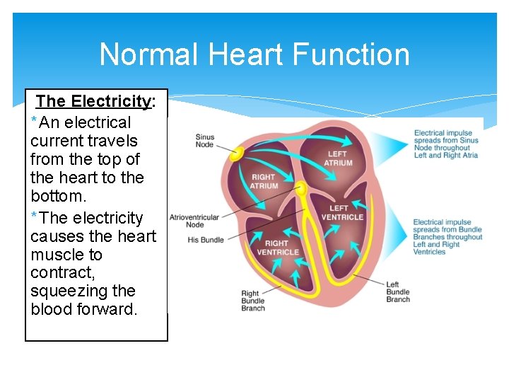 Normal Heart Function The Electricity: * An electrical current travels from the top of