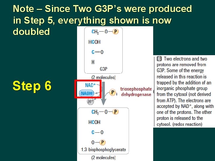 Note – Since Two G 3 P’s were produced in Step 5, everything shown