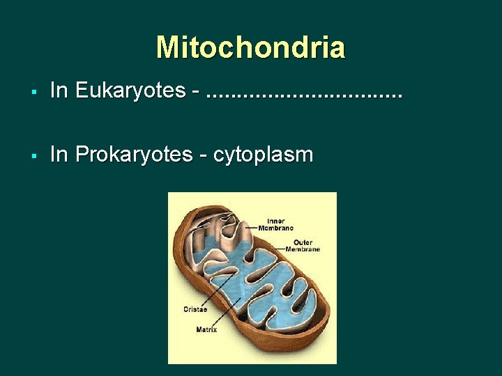Mitochondria § In Eukaryotes -. . . . § In Prokaryotes - cytoplasm 