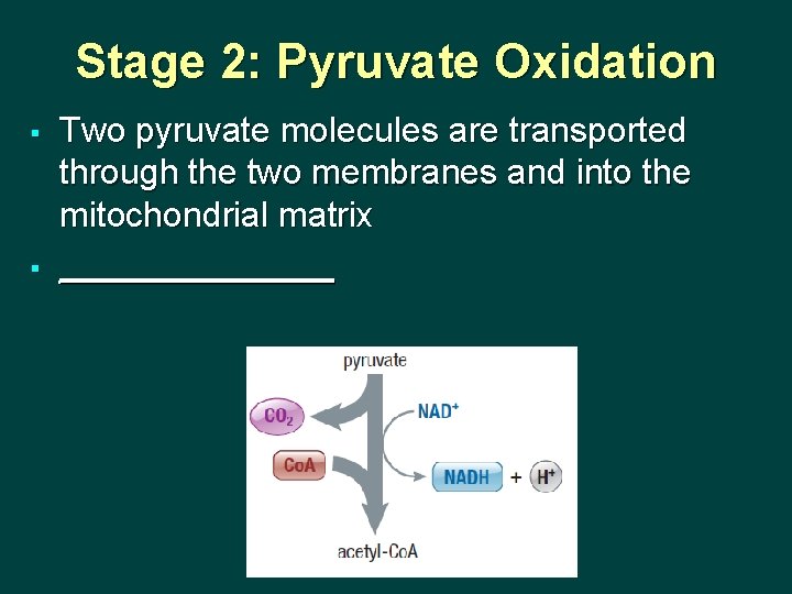 Stage 2: Pyruvate Oxidation § § Two pyruvate molecules are transported through the two