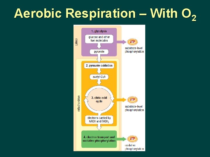 Aerobic Respiration – With O 2 