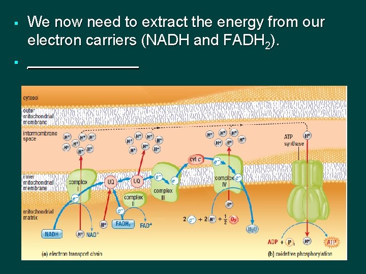 § We now need to extract the energy from our electron carriers (NADH and
