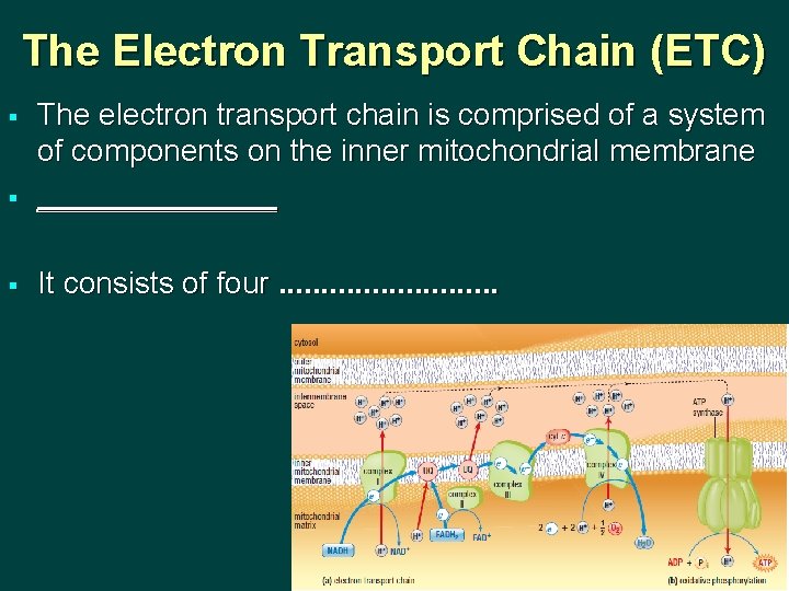 The Electron Transport Chain (ETC) § The electron transport chain is comprised of a