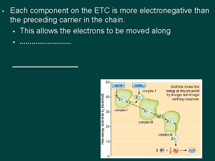 § Each component on the ETC is more electronegative than the preceding carrier in