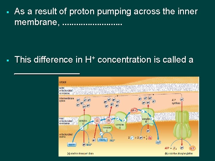 § As a result of proton pumping across the inner membrane, . . .