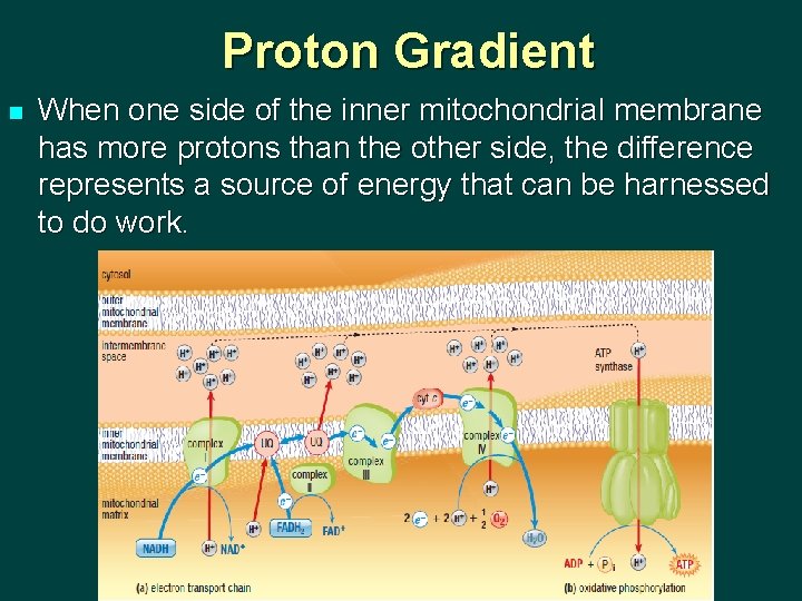 Proton Gradient n When one side of the inner mitochondrial membrane has more protons