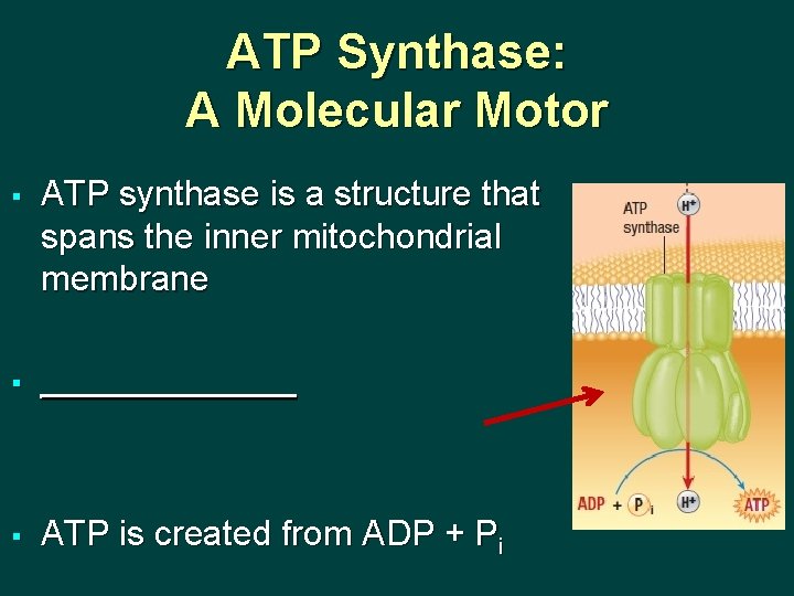 ATP Synthase: A Molecular Motor § ATP synthase is a structure that spans the