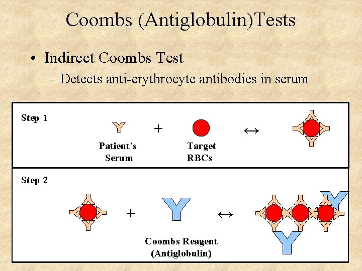 Coombs (Antiglobulin)Tests • Indirect Coombs Test – Detects anti-erythrocyte antibodies in serum Step 1