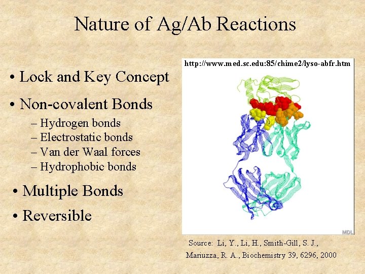 Nature of Ag/Ab Reactions • Lock and Key Concept http: //www. med. sc. edu: