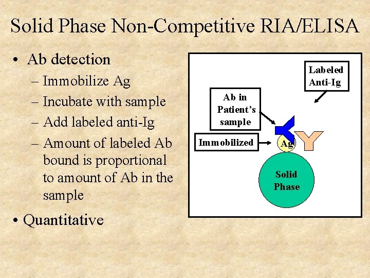 Solid Phase Non-Competitive RIA/ELISA • Ab detection – Immobilize Ag – Incubate with sample