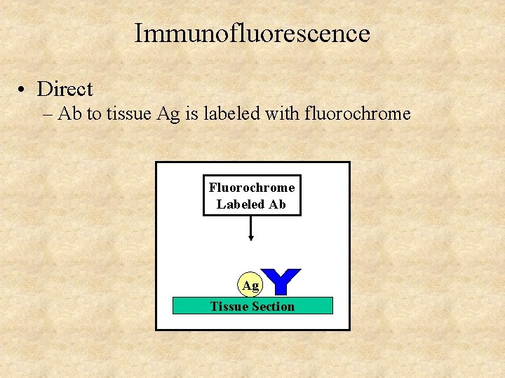 Immunofluorescence • Direct – Ab to tissue Ag is labeled with fluorochrome Fluorochrome Labeled