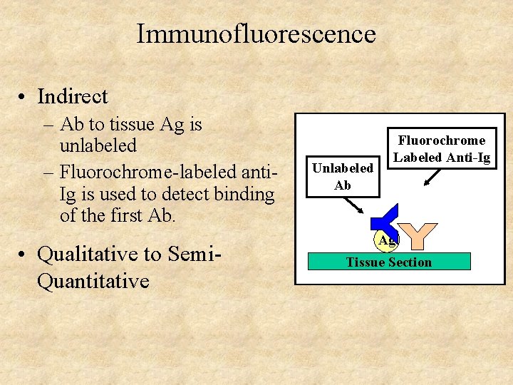 Immunofluorescence • Indirect – Ab to tissue Ag is unlabeled – Fluorochrome-labeled anti. Ig