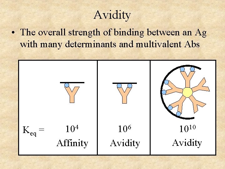 Avidity • The overall strength of binding between an Ag with many determinants and