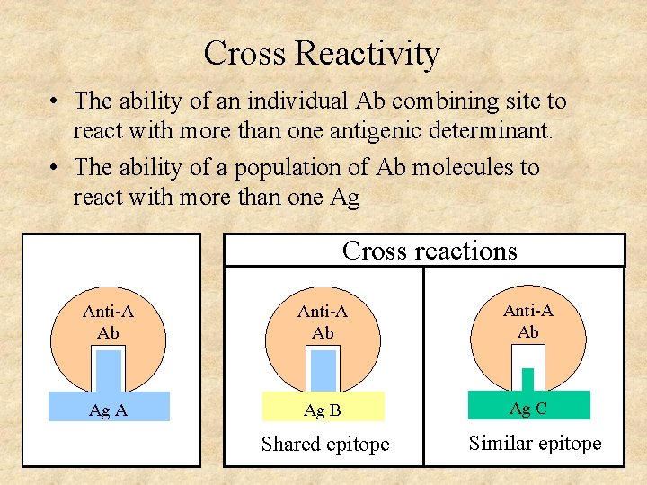 Cross Reactivity • The ability of an individual Ab combining site to react with