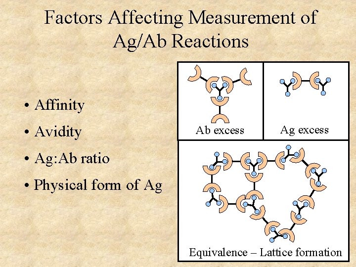 Factors Affecting Measurement of Ag/Ab Reactions • Affinity • Avidity Ab excess Ag excess