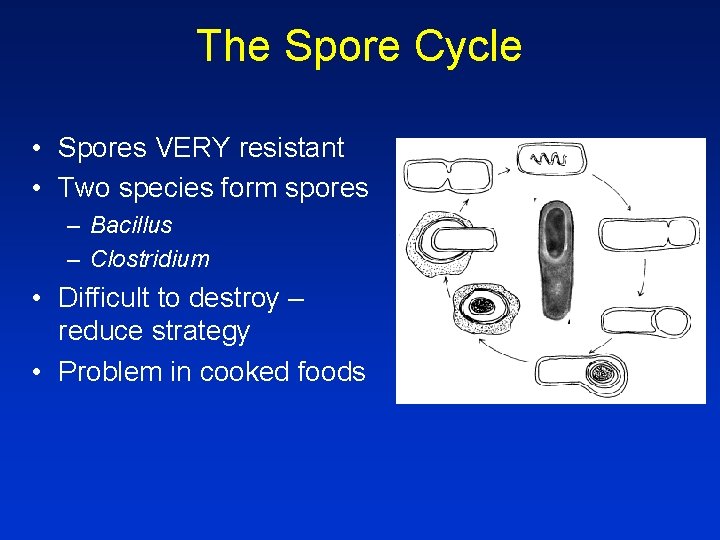 The Spore Cycle • Spores VERY resistant • Two species form spores – Bacillus