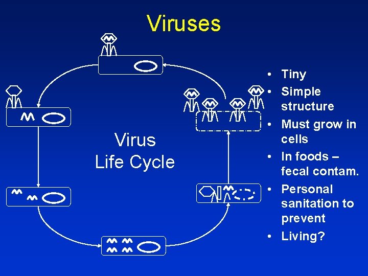 Viruses Virus Life Cycle • Tiny • Simple structure • Must grow in cells