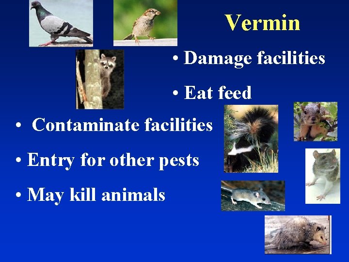 Vermin • Damage facilities • Eat feed • Contaminate facilities • Entry for other