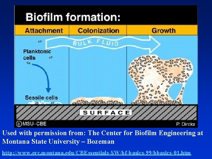 Used with permission from: The Center for Biofilm Engineering at Montana State University –