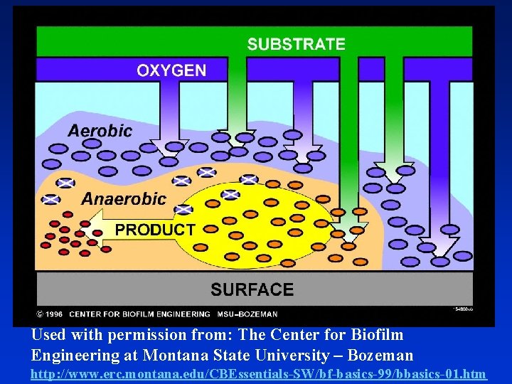 Used with permission from: The Center for Biofilm Engineering at Montana State University –