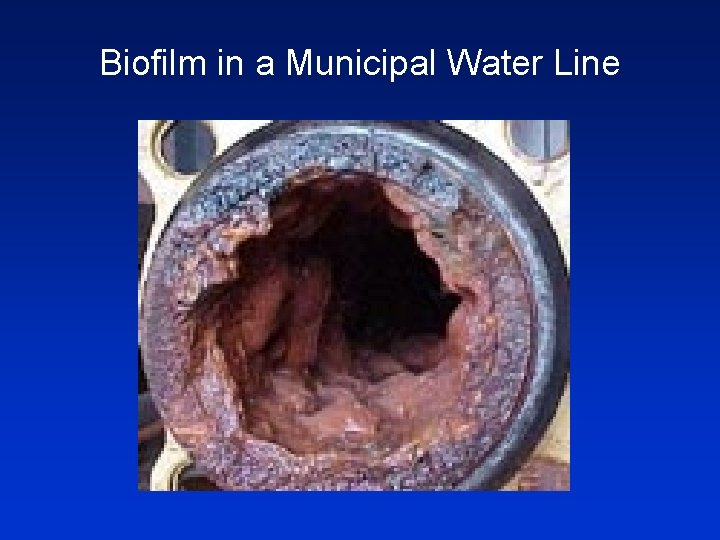 Biofilm in a Municipal Water Line 