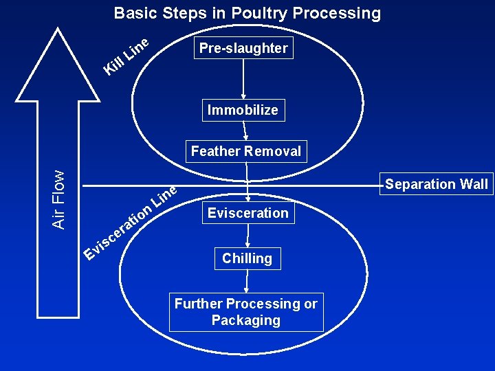 Basic Steps in Poultry Processing ll i K ne i L Pre-slaughter Immobilize Air