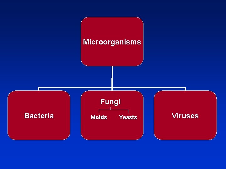 Microorganisms Fungi Bacteria Molds Yeasts Viruses 