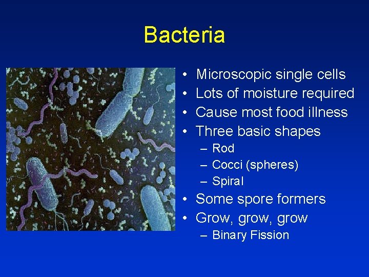 Bacteria • • Microscopic single cells Lots of moisture required Cause most food illness