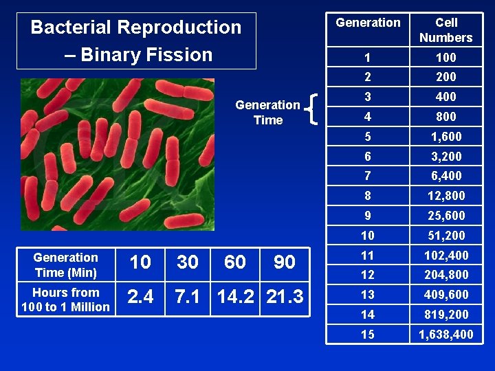 Bacterial Reproduction – Binary Fission Generation Time (Min) 10 30 Hours from 100 to