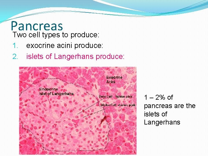 Pancreas Two cell types to produce: 1. 2. exocrine acini produce: islets of Langerhans