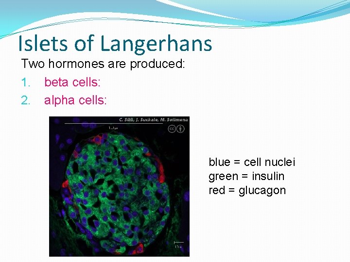 Islets of Langerhans Two hormones are produced: 1. beta cells: 2. alpha cells: blue