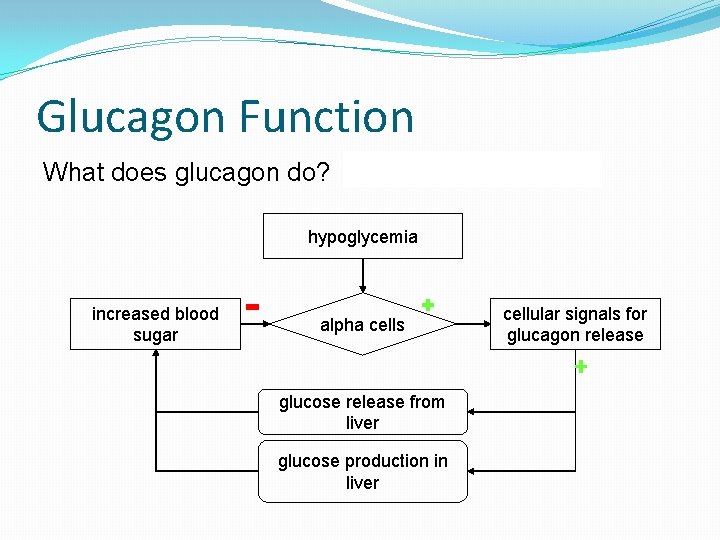 Glucagon Function What does glucagon do? breaks down glycogen hypoglycemia increased blood sugar alpha