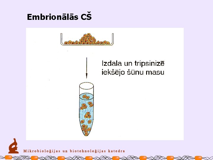 Embrionālās CŠ 