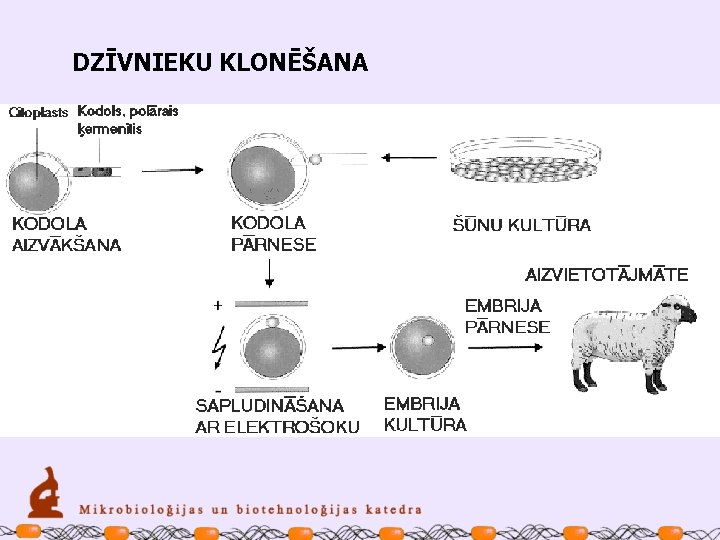DZĪVNIEKU KLONĒŠANA 