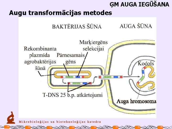 ĢM AUGA IEGŪŠANA Augu transformācijas metodes 