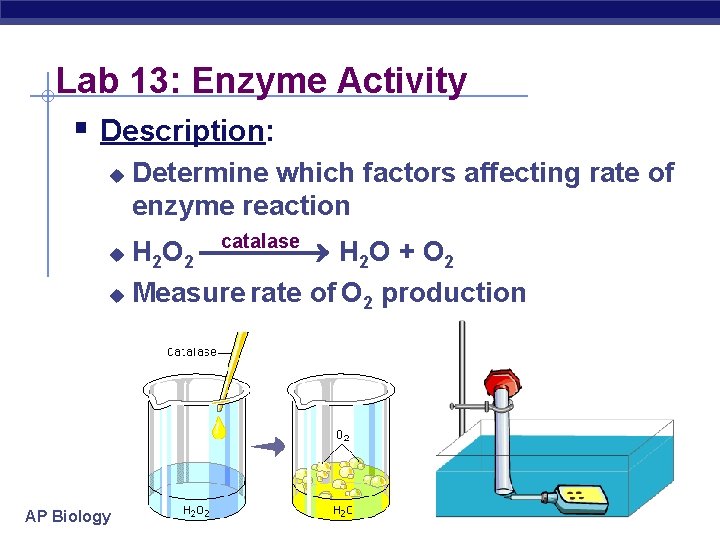 Lab 13: Enzyme Activity § Description: u Determine which factors affecting rate of enzyme