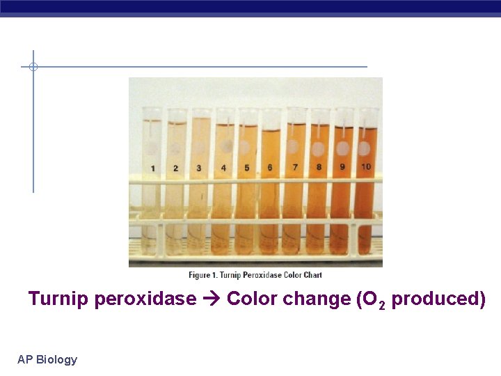 Turnip peroxidase Color change (O 2 produced) AP Biology 