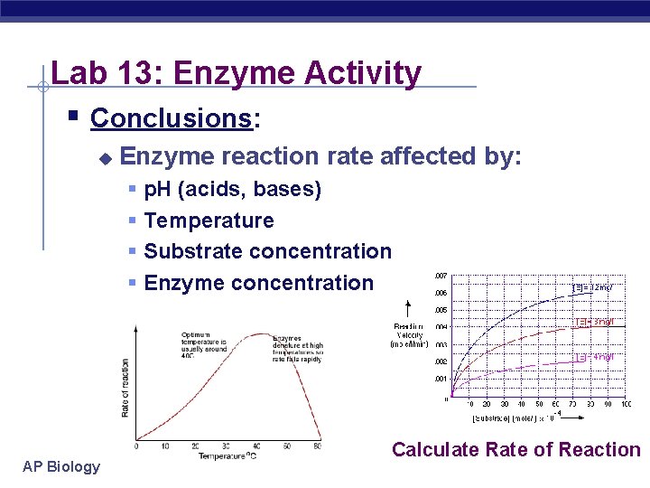 Lab 13: Enzyme Activity § Conclusions: u Enzyme reaction rate affected by: § §